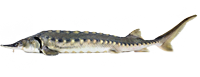 Осетр